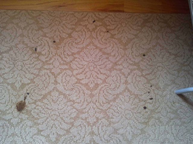 Stain On The Carpet — Valley, NY — Classic Carpet and Upholstery Cleaning