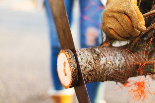 Worker Cutting A Trunk Of Tree Using Hand Saw - Bucyrus, OH - A Cut Above Tree Trimming and Removal