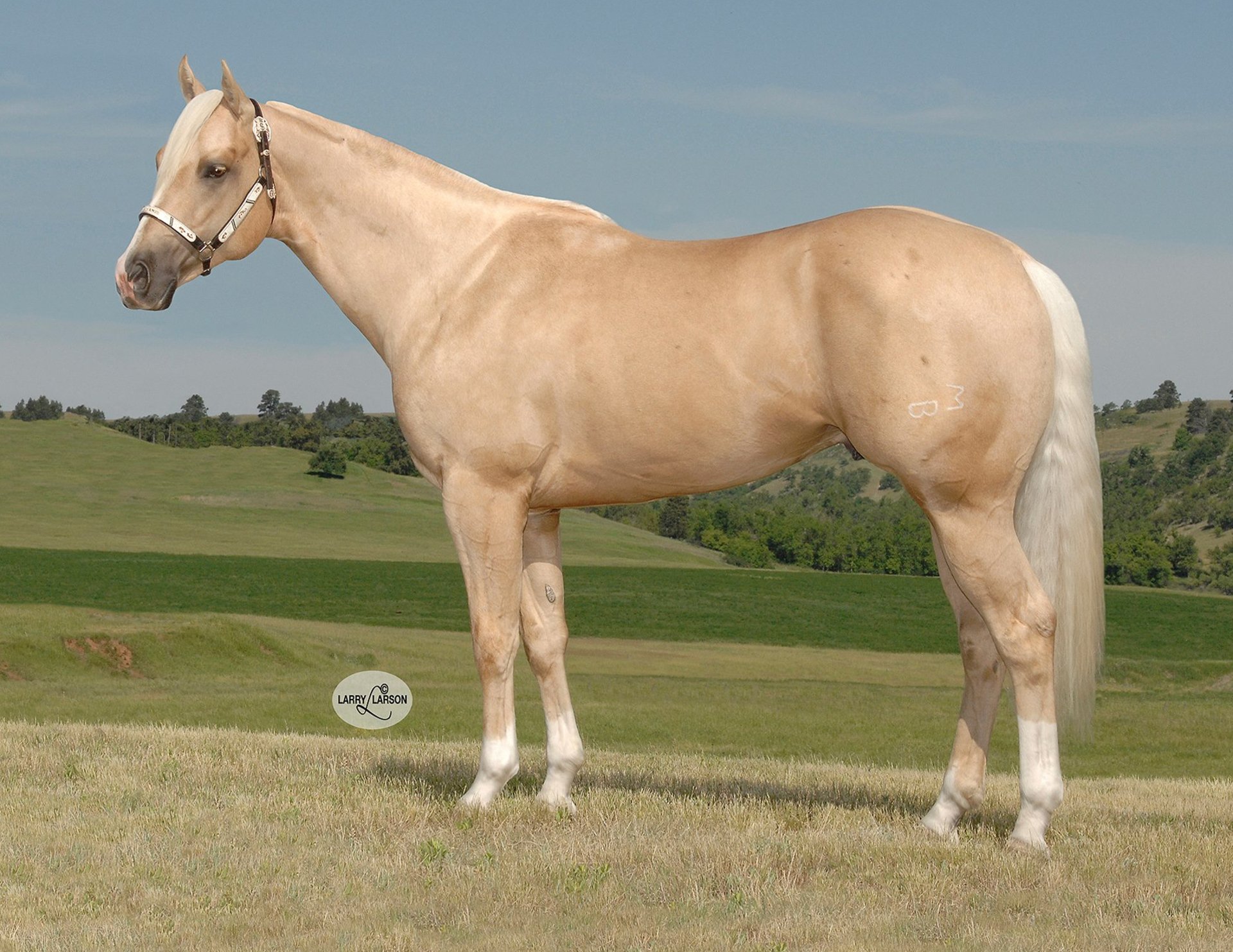 Mr Sassy Frenchman Royal Crown