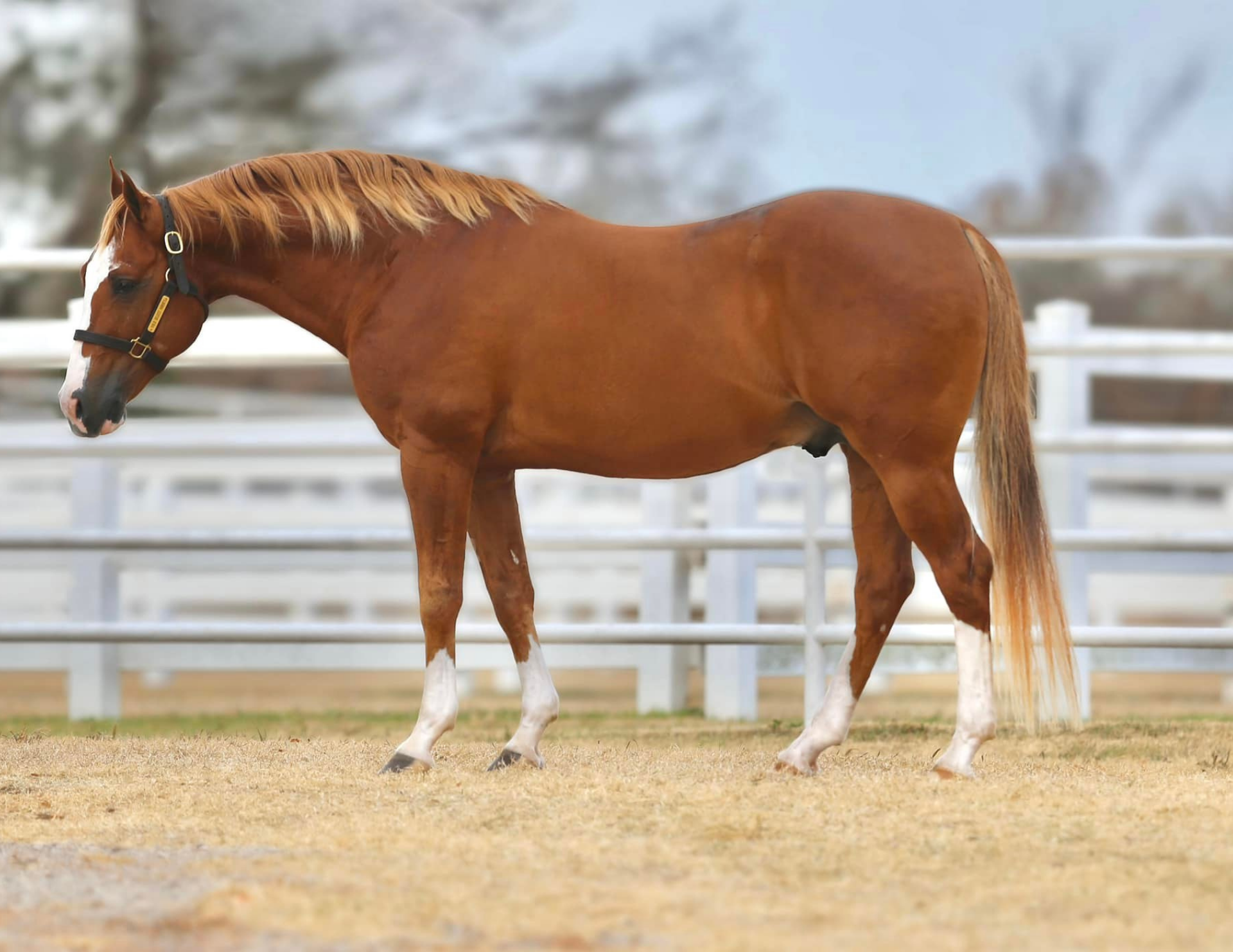 Woddy Be Tuff Royal Crown