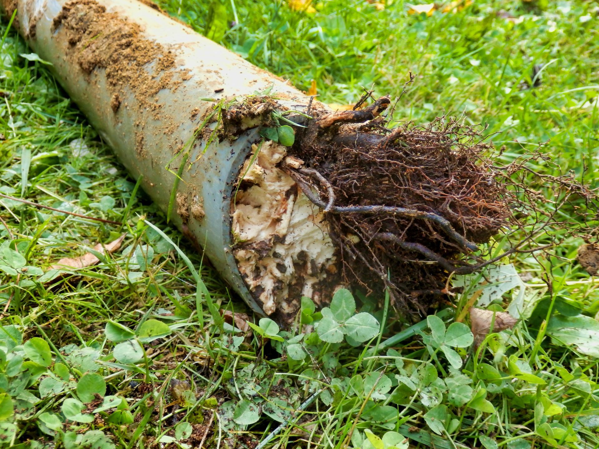 Blocked Drains Alexandra Hills: How Tree Roots Cause Costly Plumbing Problems in Redlands Homes