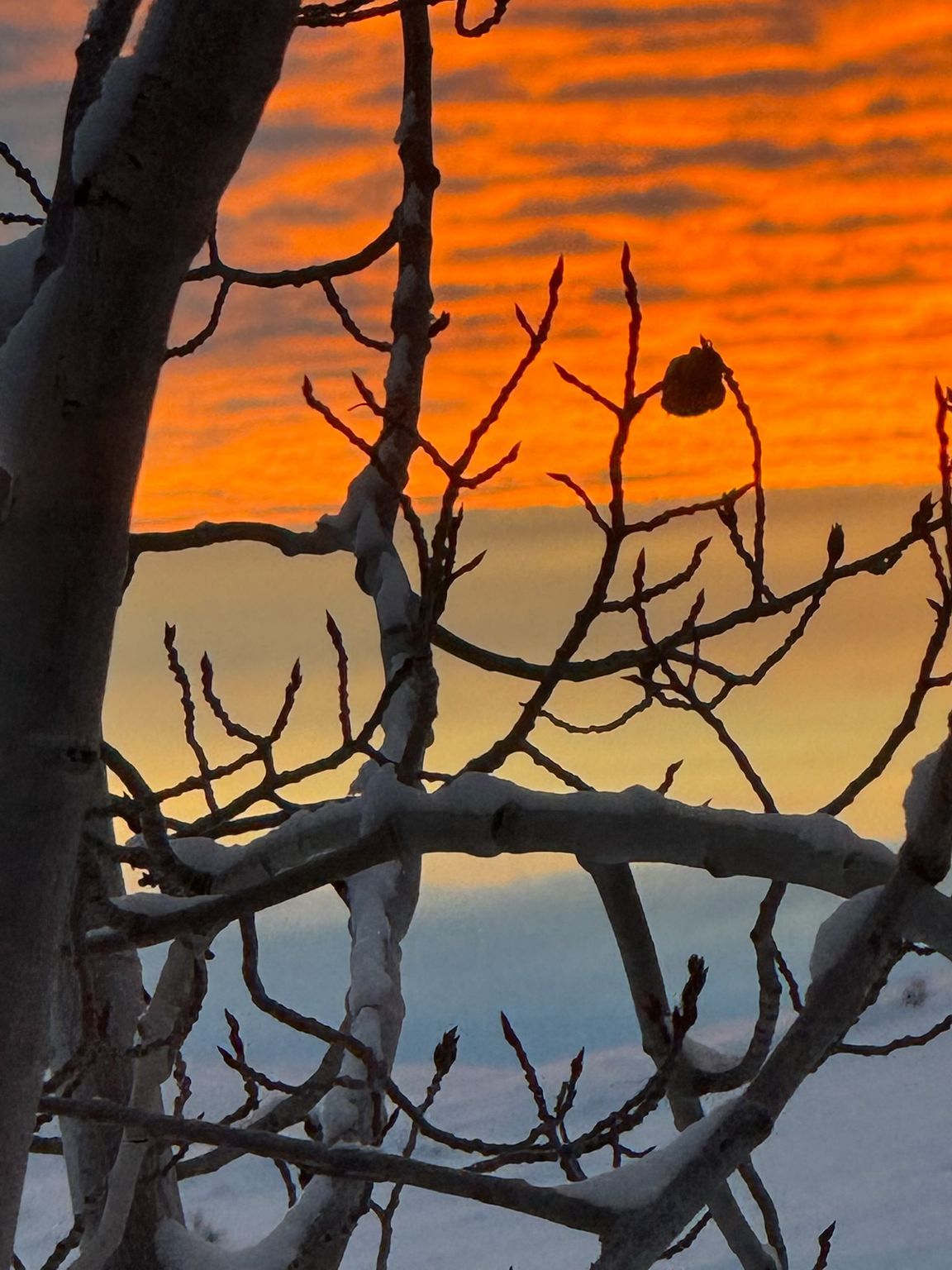 A snowy tree with a sunset in the background