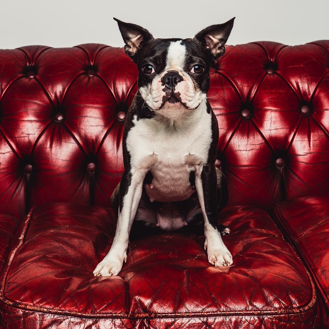 A black and white dog is sitting on a red leather couch.