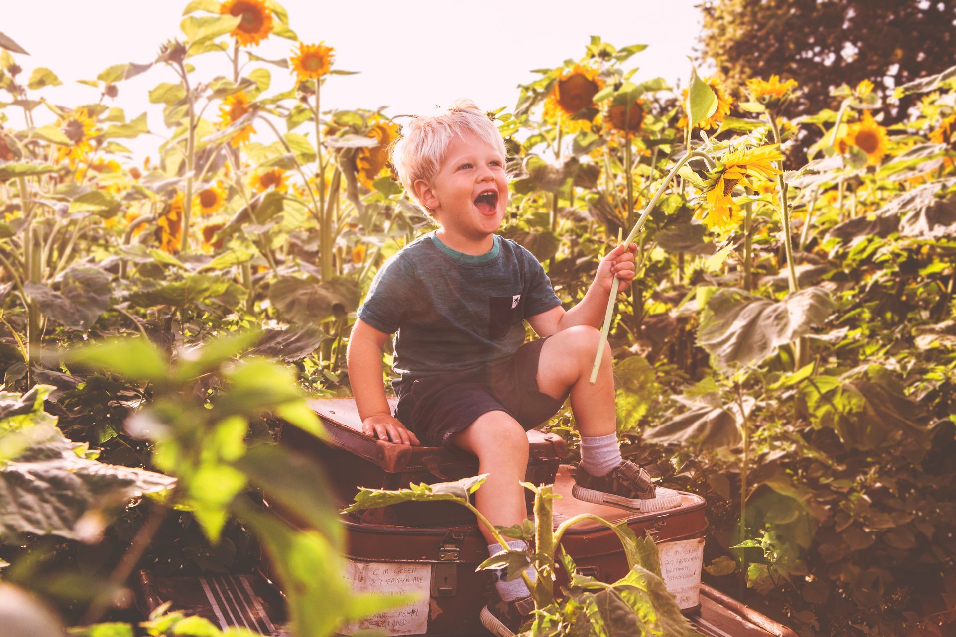 A family is posing for a picture in a field of sunflowers.