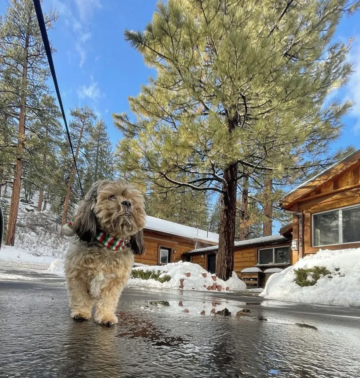 Dog on a leash in a snowy area, with a red and white scarf. Buildings and trees in background.