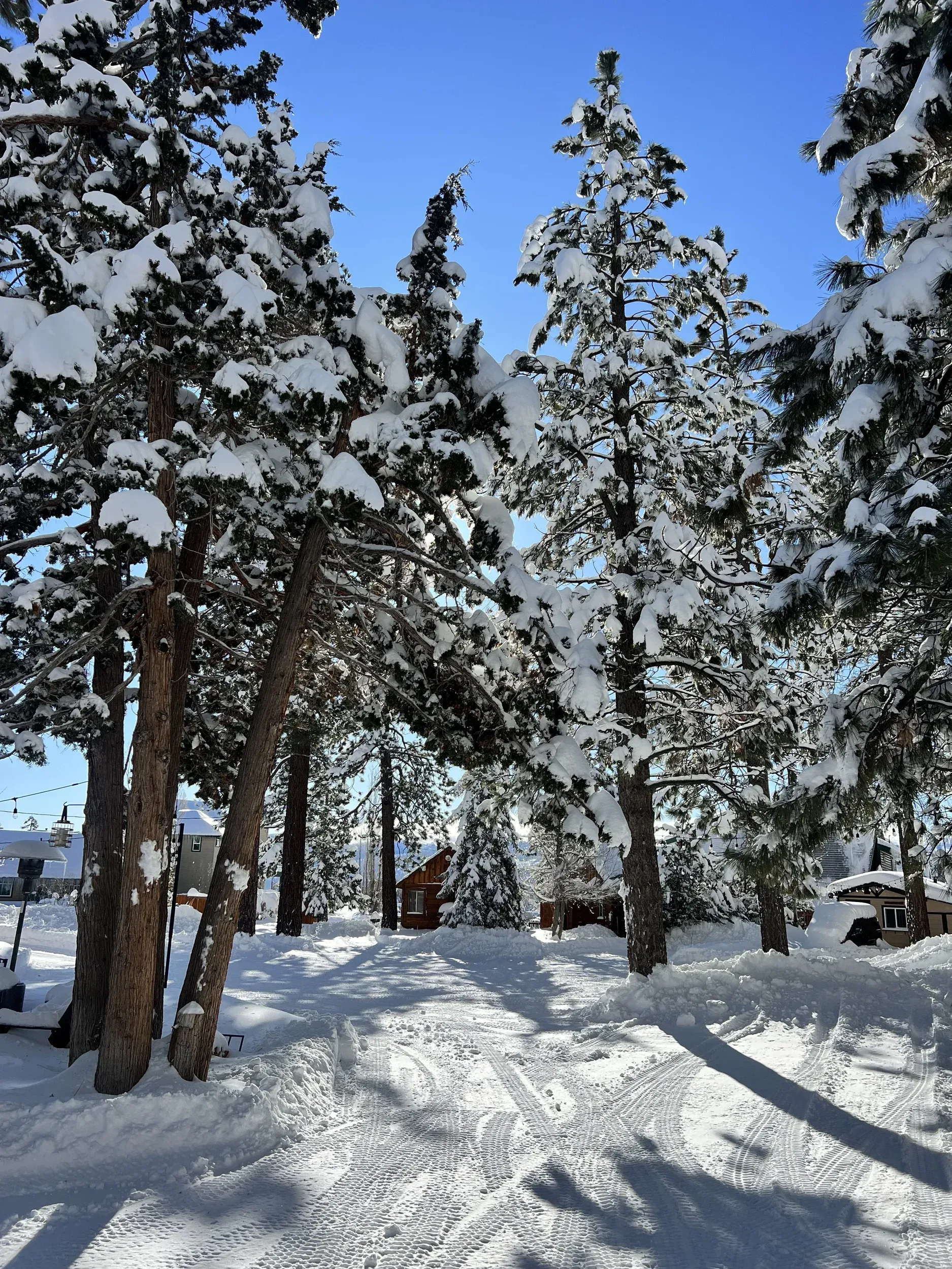 Snow-covered pine trees line a path, under a bright blue sky.