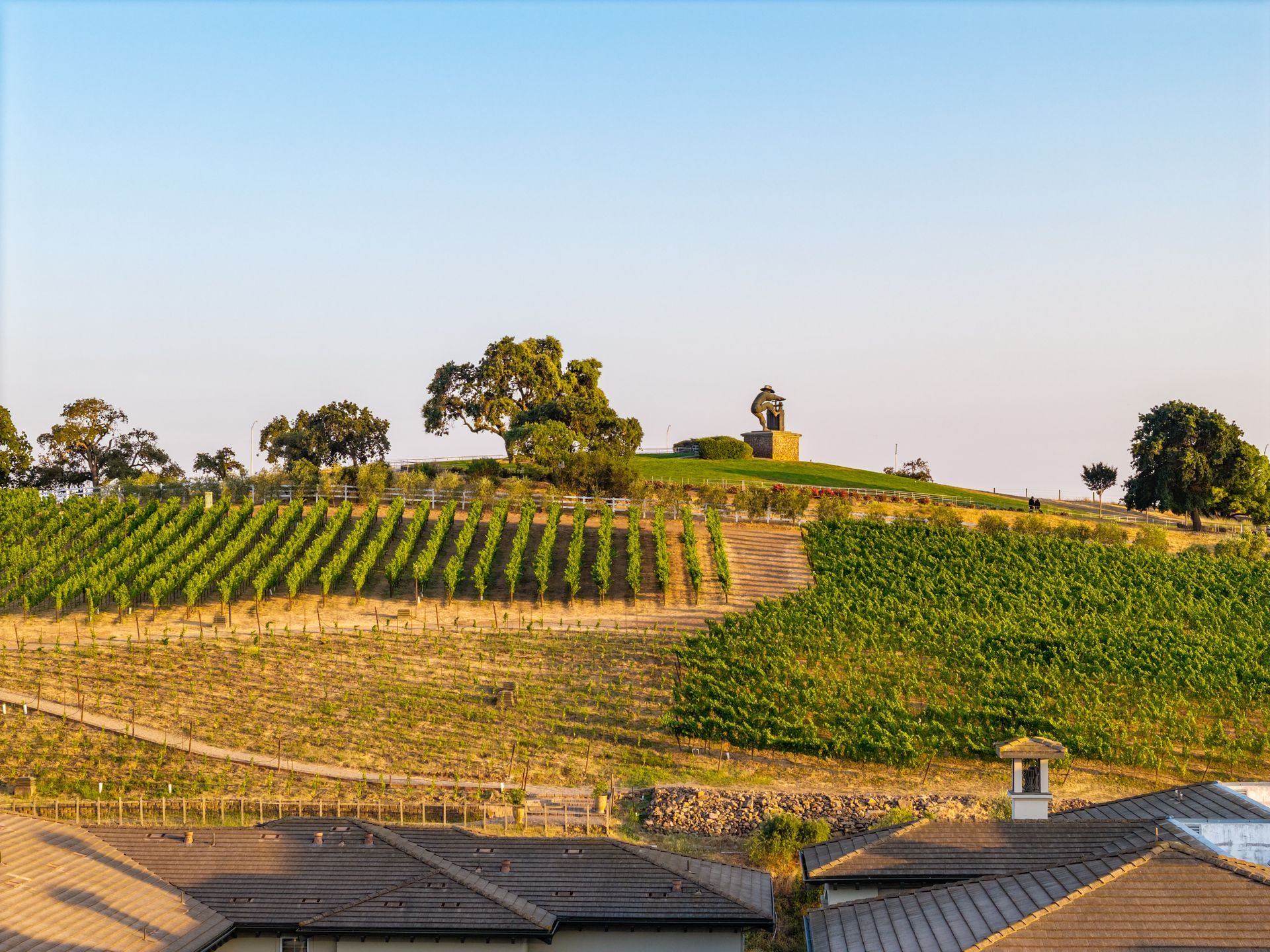 Rolling vineyard on a sunlit hillside with trees and a small statue under a clear sky