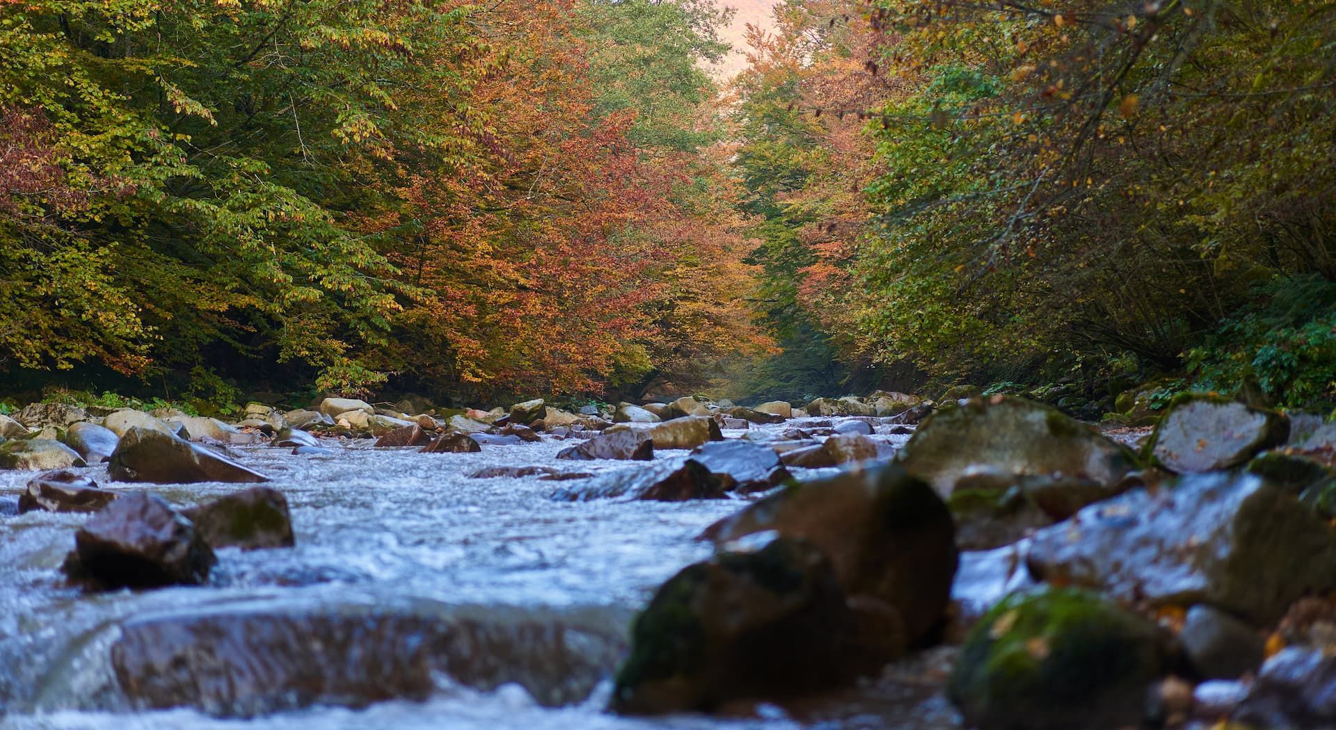 Rocky stream flowing through a forest with autumn-colored trees on both banks