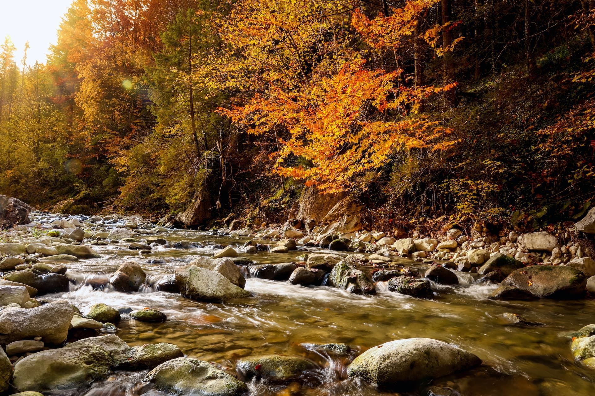 Autumn forest stream with golden trees and rocks in shallow water