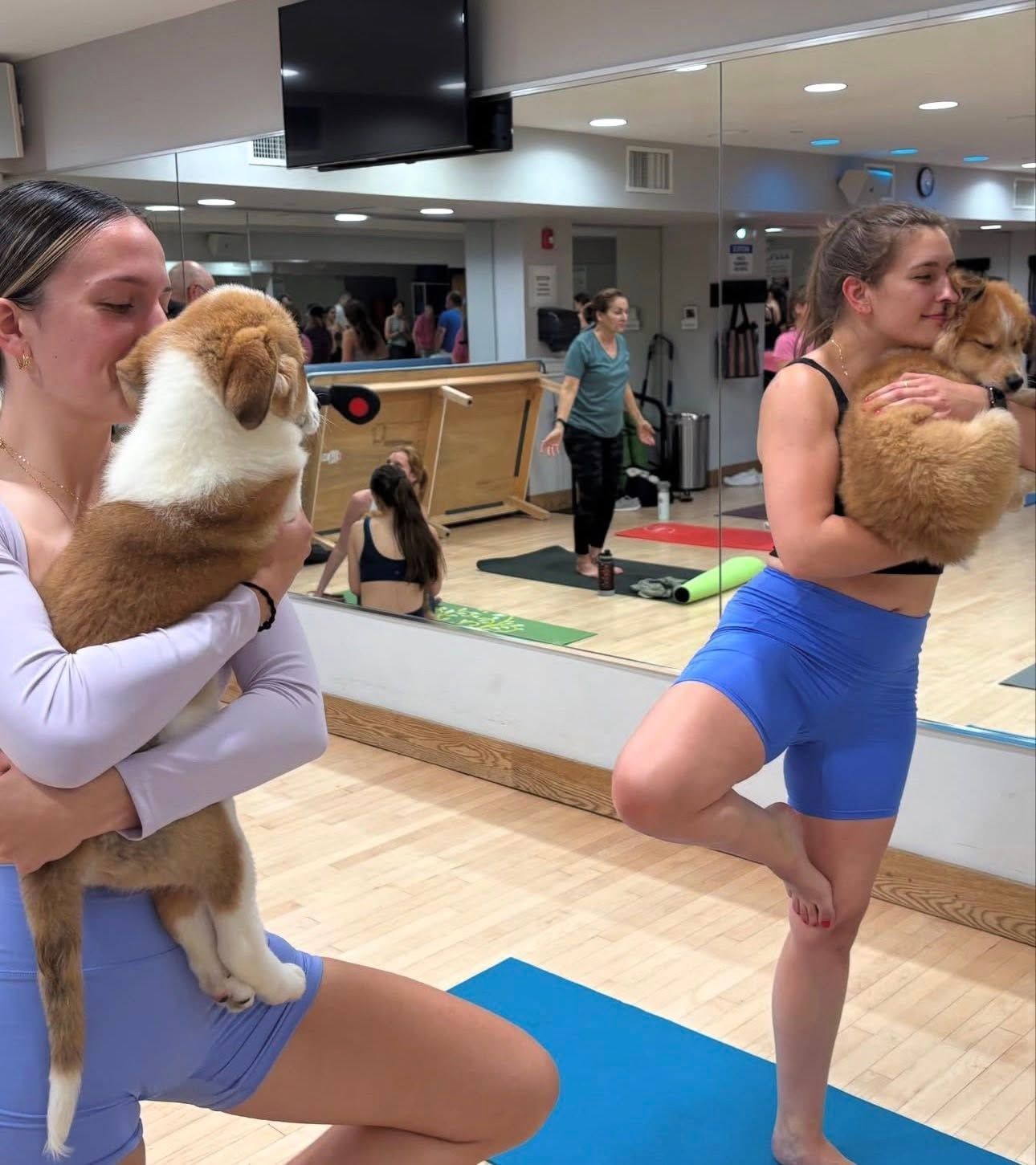 Two people in a dance studio holding dogs while balancing in yoga poses near a mirror