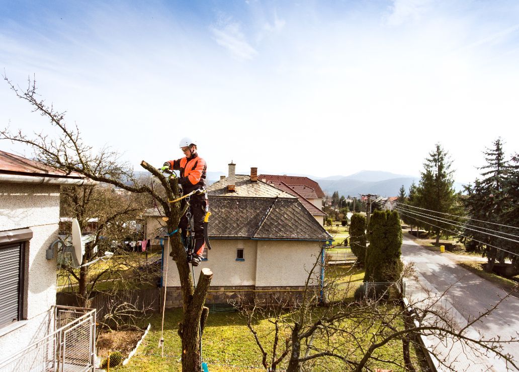 Arborist in orange jacket trimming a tree, residential area with homes and road visible.