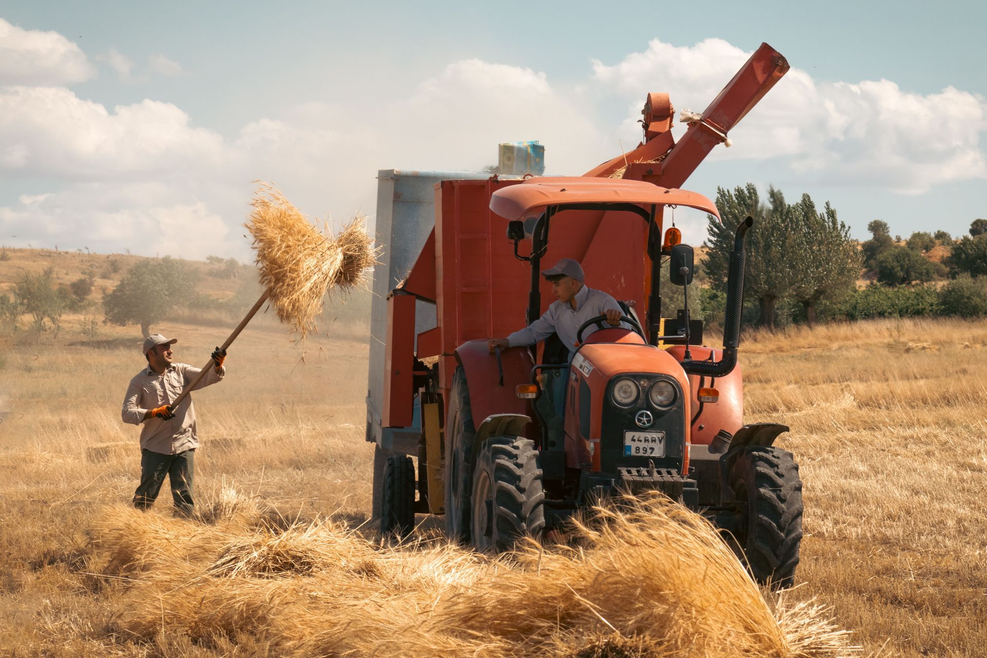Man on a tractor threshing grain in a field, with straw blowing into the air under a sunny sky