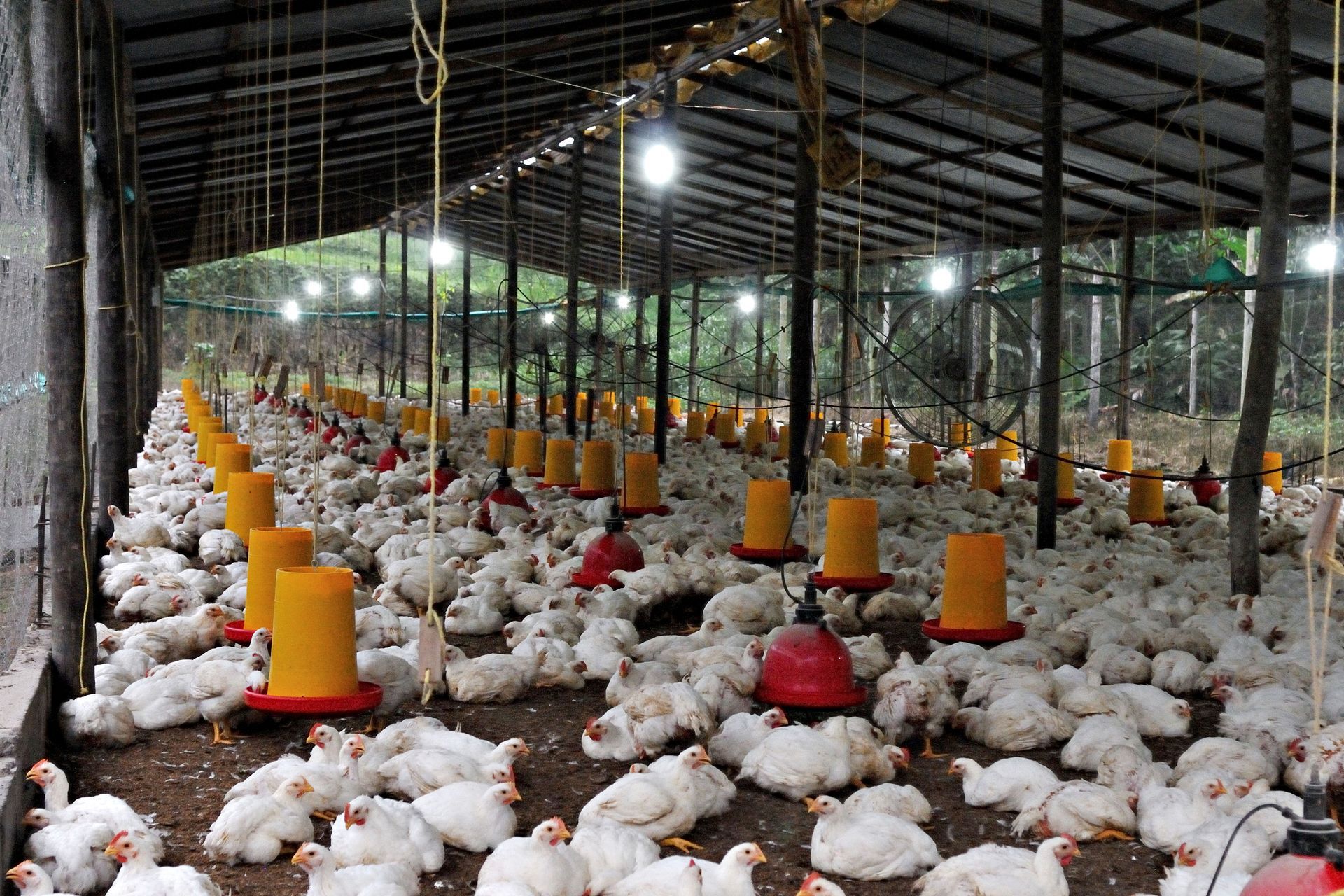 Indoor poultry farm with many white chickens and orange feeders under a metal roof