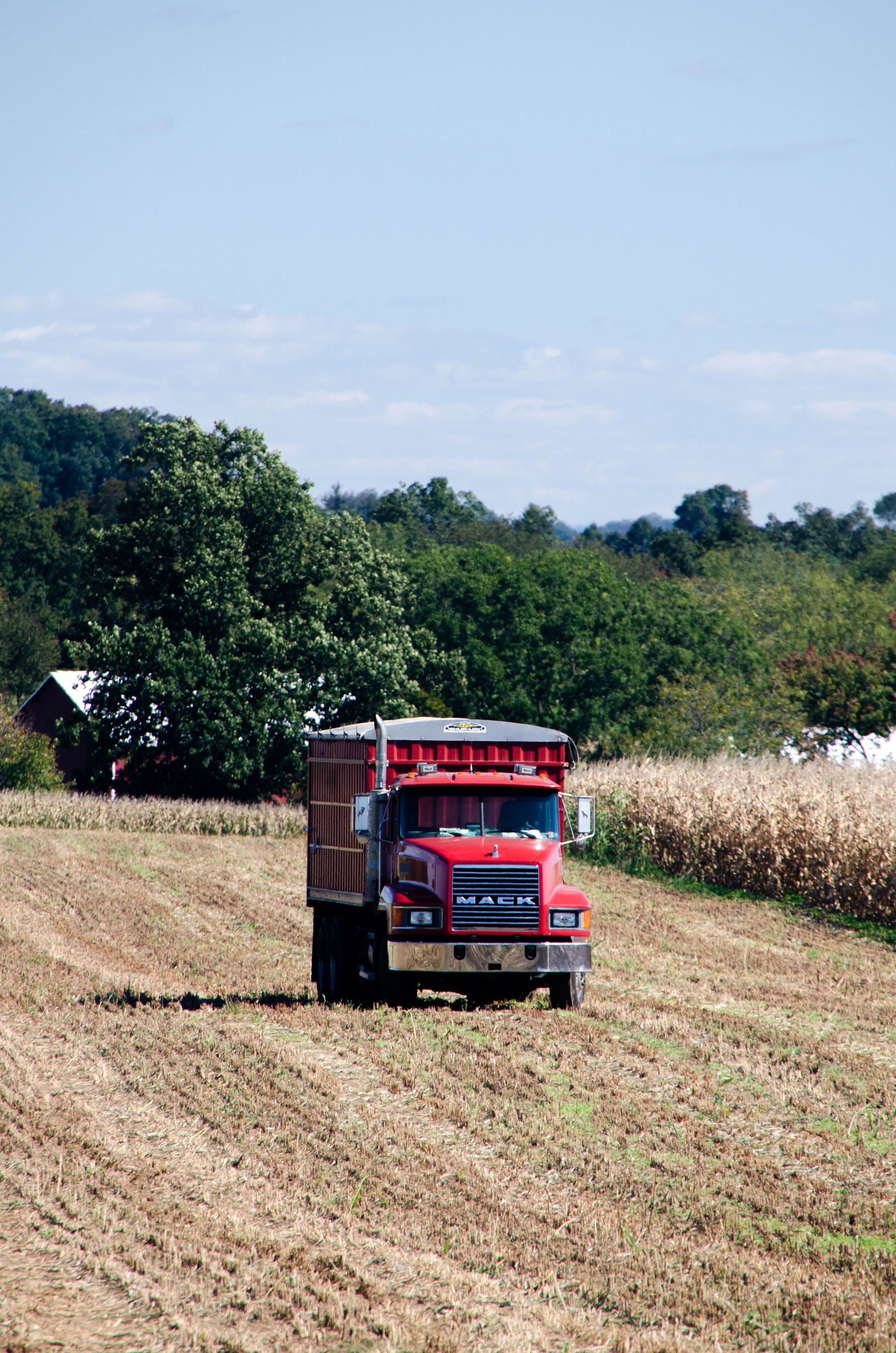 Red truck driving through a harvested field beside tall corn and trees under a blue sky