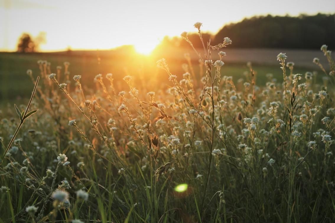 Sunset over a peaceful field of wildflowers, symbolizing reflection and remembrance with support from a Mercer Island, WA funeral home and cremations provider.