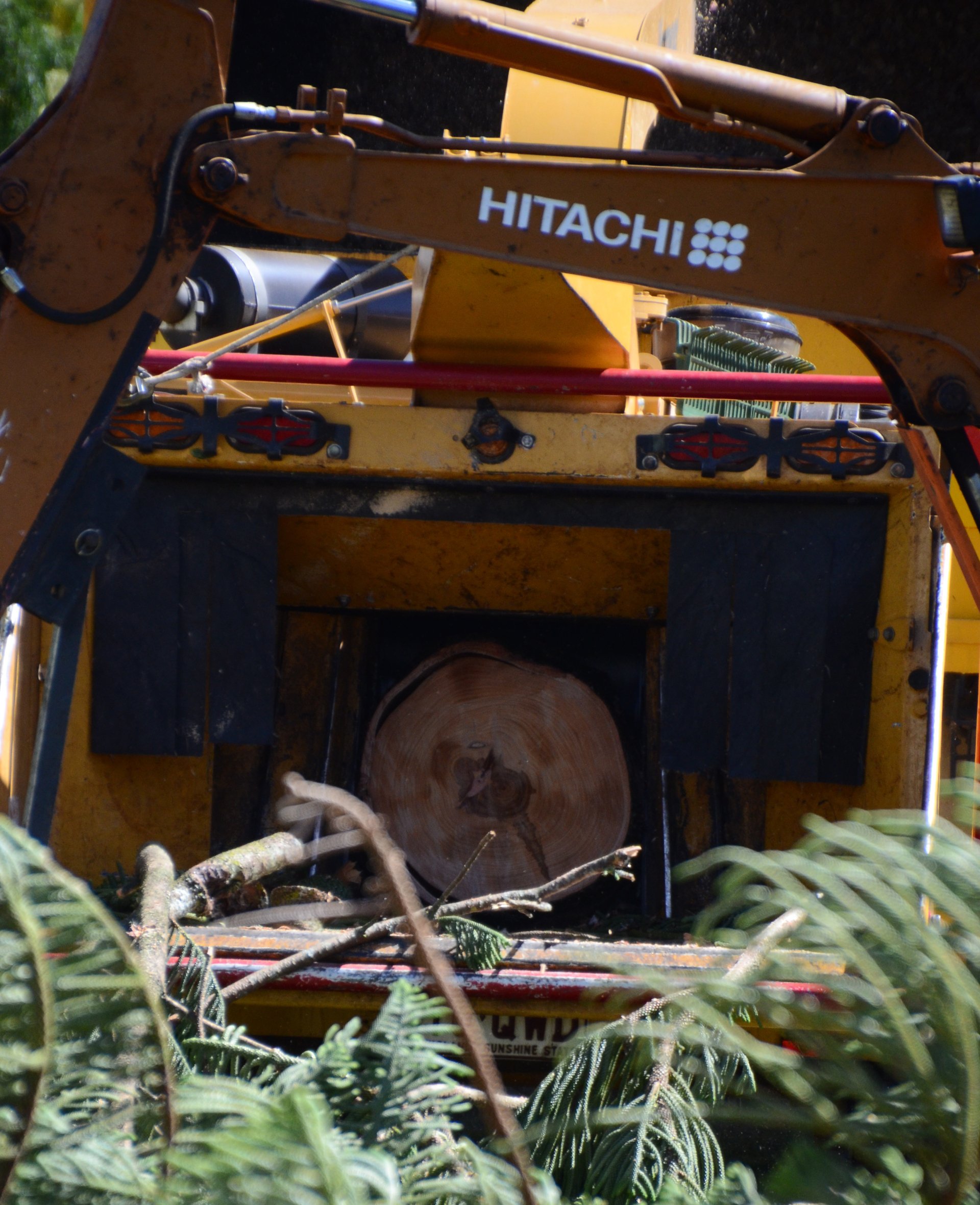 Mulching in Toowoomba Tree Services