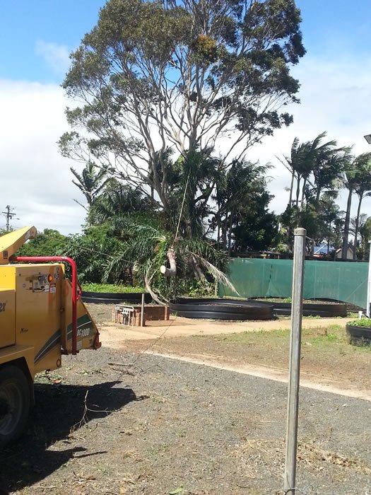 Contact Us Tree Services