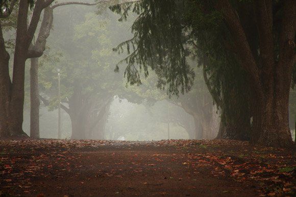 Tress in Toowoomba - Arborists in the Lockyer Valley, QLD