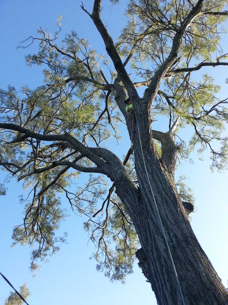 Large old tree — Arborists in the Lockyer Valley, QLD