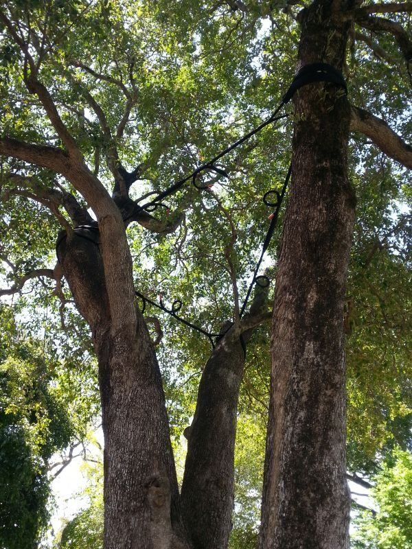 Tree with Rope Support - Tree Trimming in the Lockyer Valley, QLD