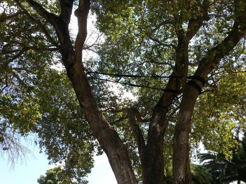 Tree with Rope Support 2- Arborists in the Lockyer Valley, QLD