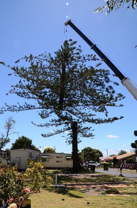 Removing Dead Tree - Tree Removals in the Lockyer Valley, QLD