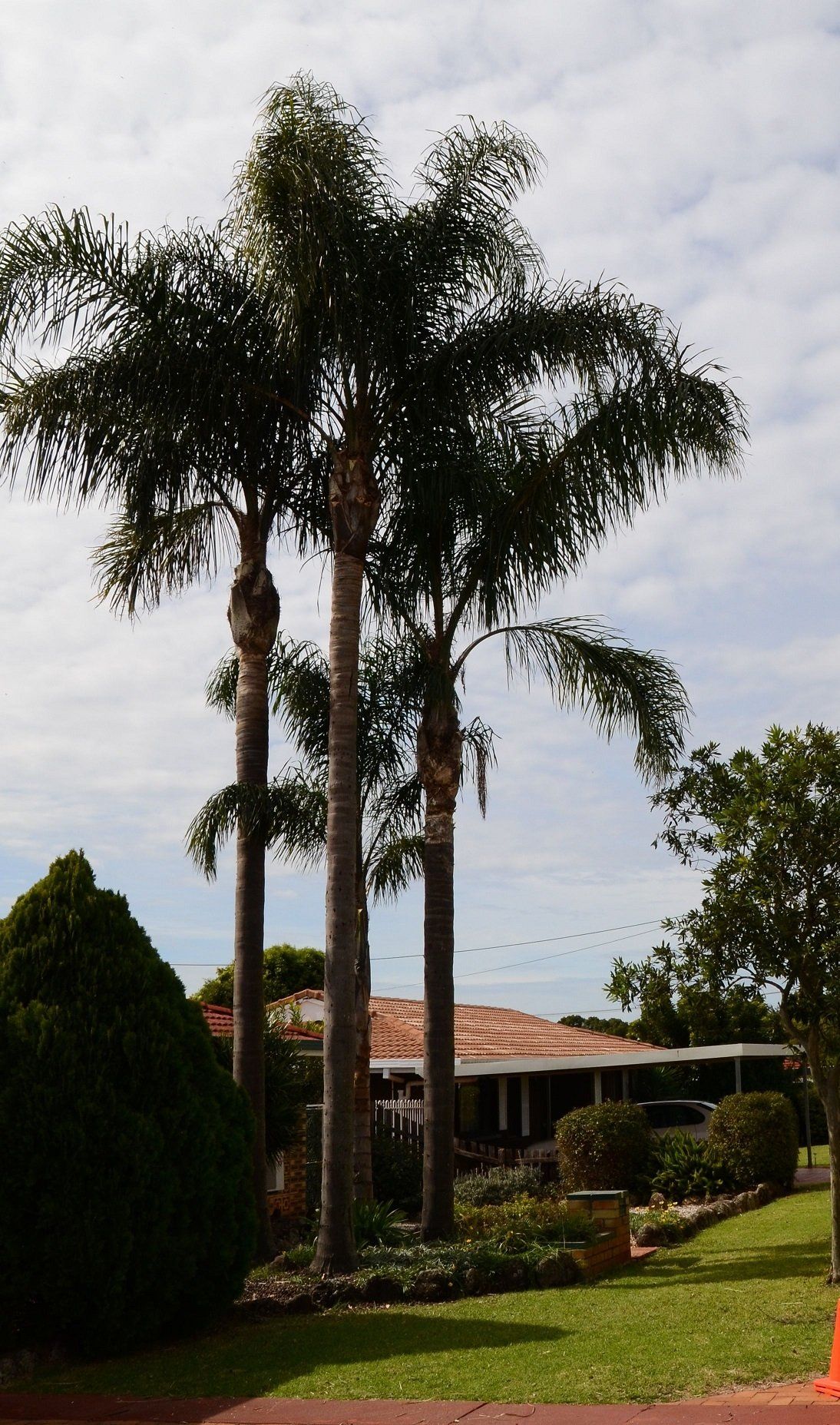 Big and Tall Tree - Palm Cleaning in the Lockyer Valley, QLD
