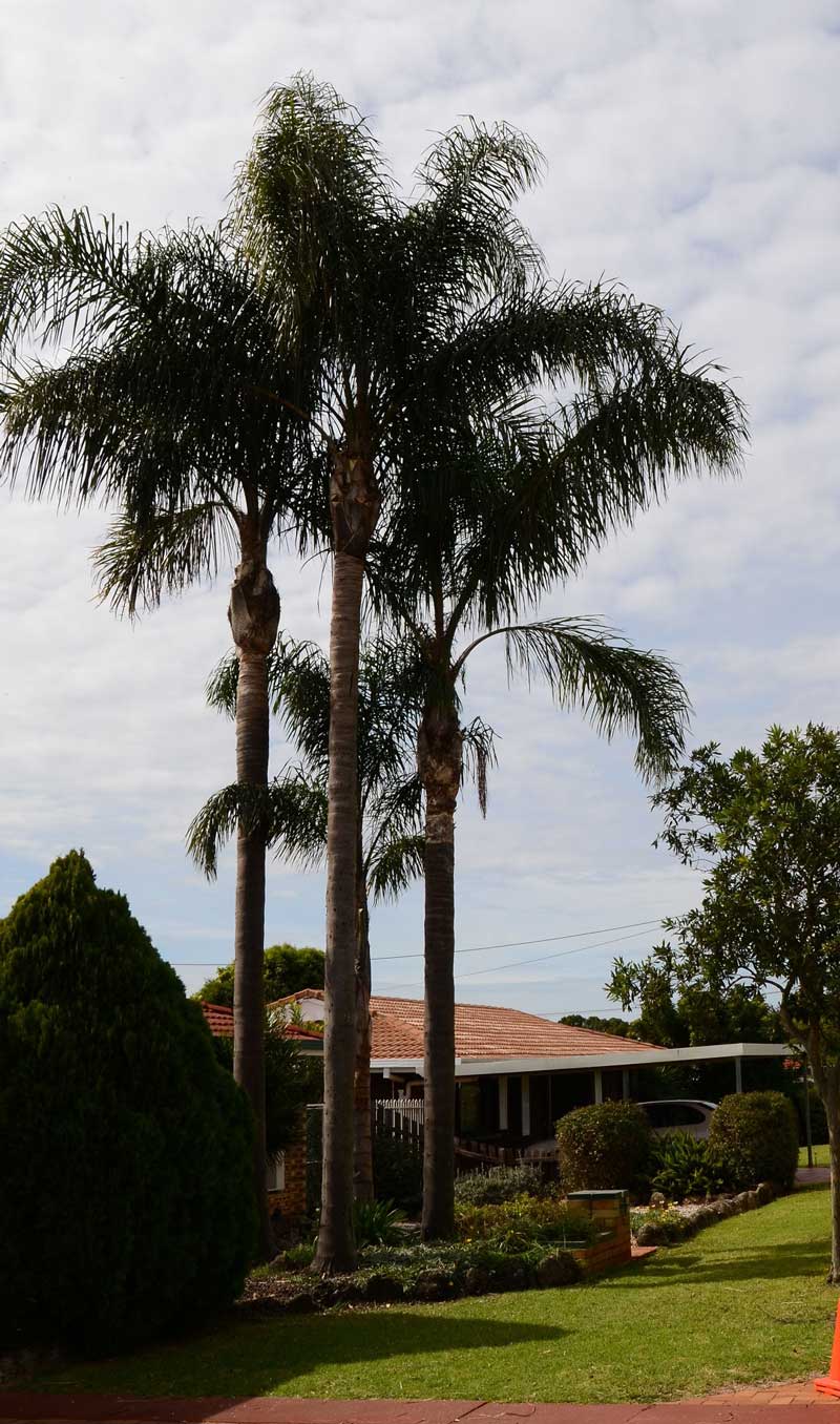 Tall palm trees — Arborists in the Lockyer Valley, QLD