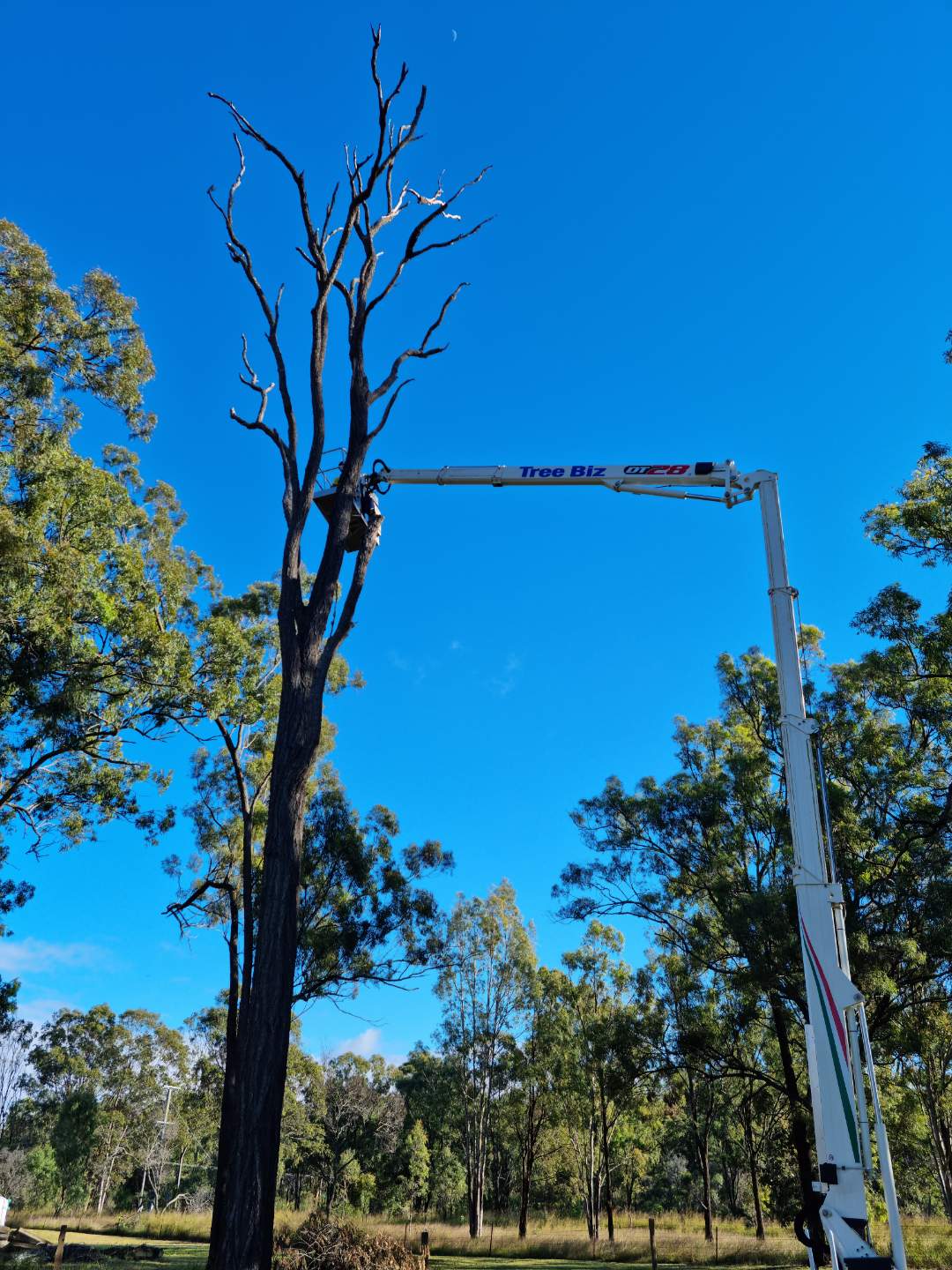 Tree Removing in Street - Tree Removals in the Lockyer Valley, QLD