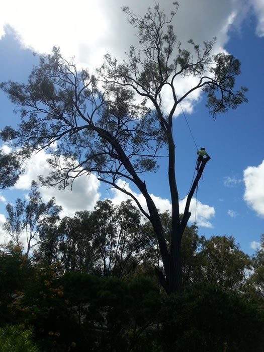 Professional Arborist on the Tree - Arborists in the Lockyer Valley, QLD