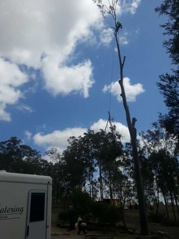 Arborist in the Tall Tree - Arborists in Toowoomba, QLD