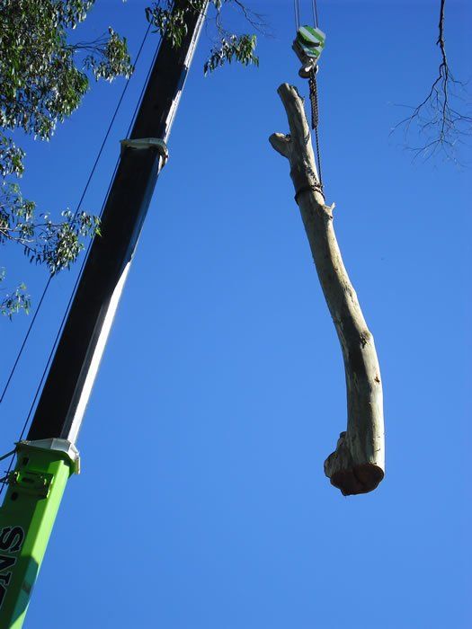 Lifting Cutted Tree - Arborists in the Lockyer Valley, QLD