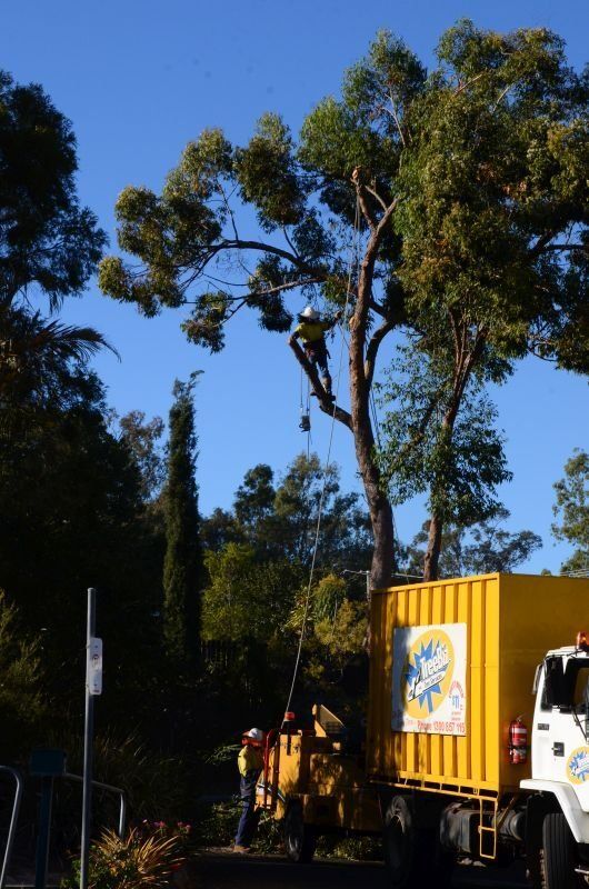 Tree Cutting in Progress  - Arborists in the Lockyer Valley, QLD