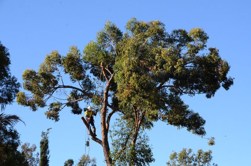 Maintenance of tree — Arborists in the Lockyer Valley, QLD