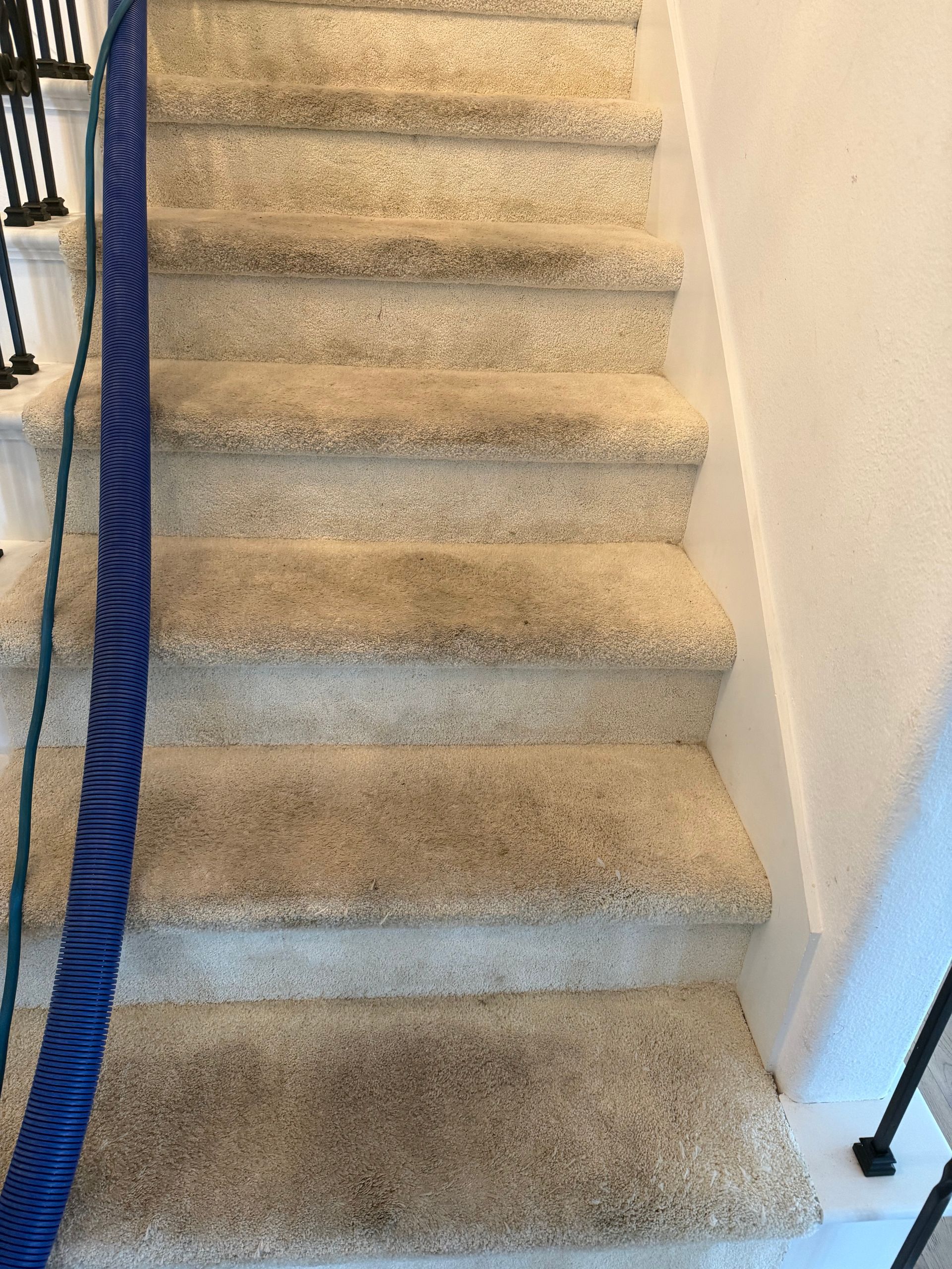 Carpeted indoor staircase with blue handrail and white walls
