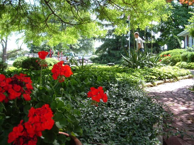 Big Flower Bush — Fort Wayne, IN — Adams Landscape Management Inc