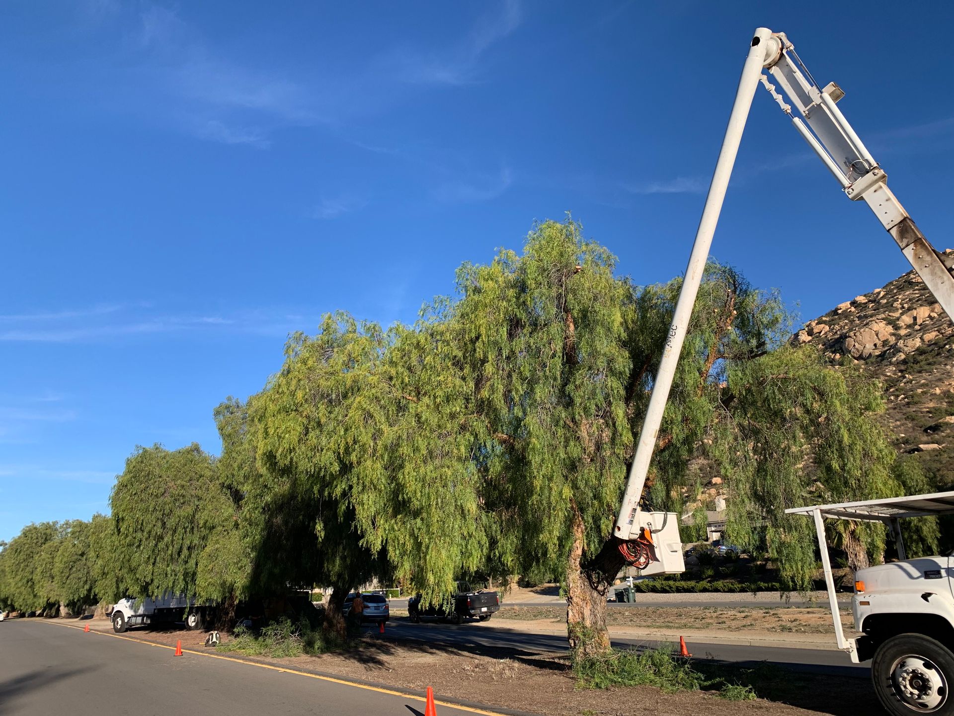 GALLERY Estates Tree Service San Diego & Imperial County, California