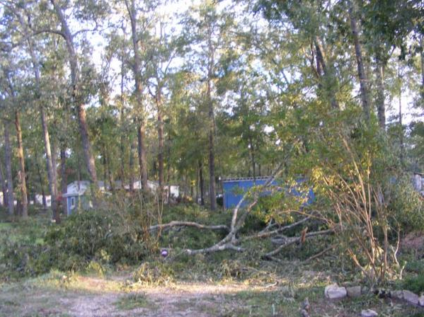 Wooded area with fallen branches and a blue structure in the background