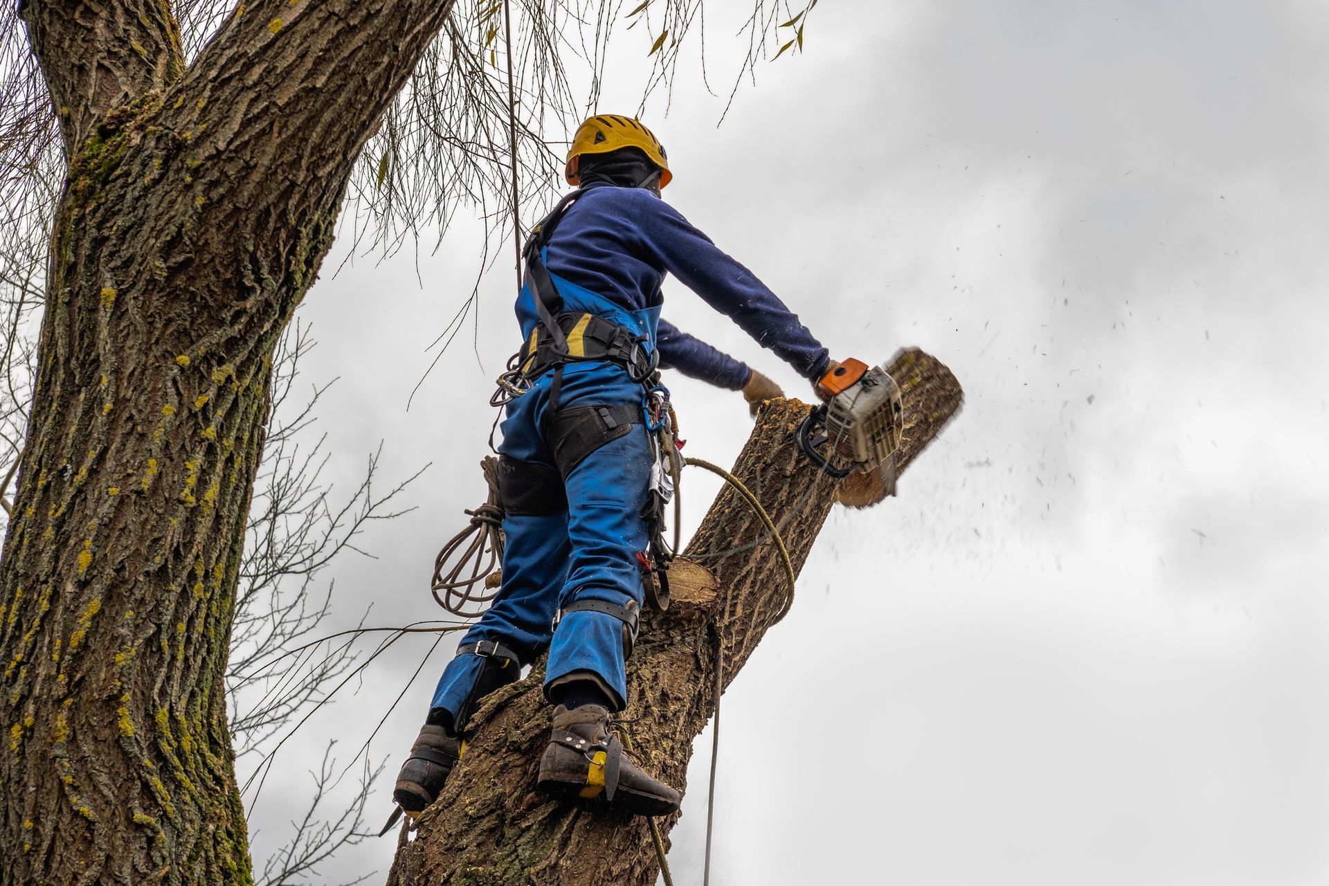 Arborist in blue climbing gear trimming a tree branch high above the ground