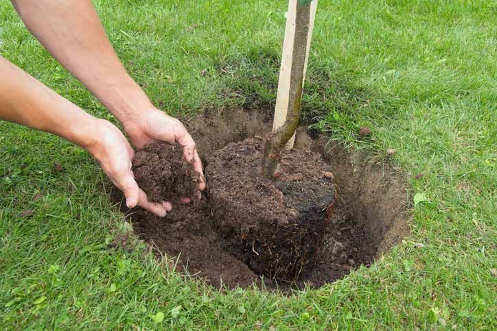 Hands planting a young tree in a grassy hole outdoors