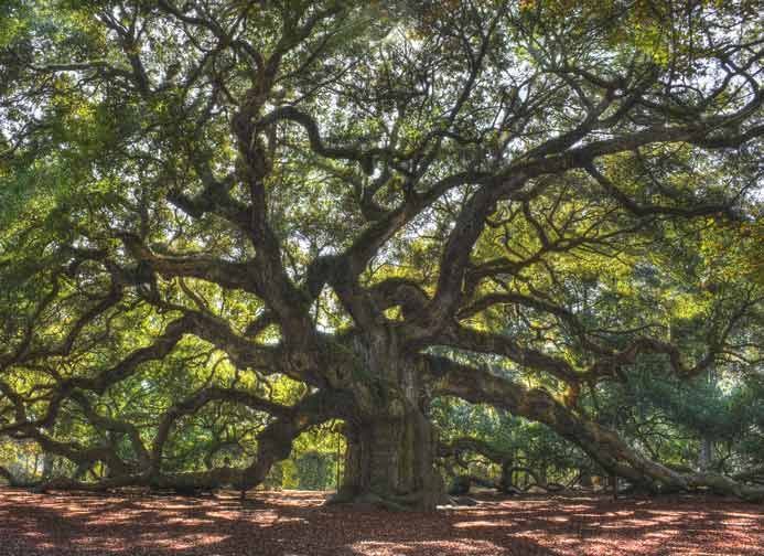 Large sprawling oak tree with twisting branches and dense green leaves over a forest floor