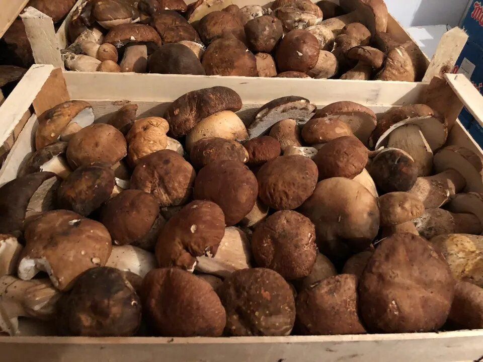 casse di funghi