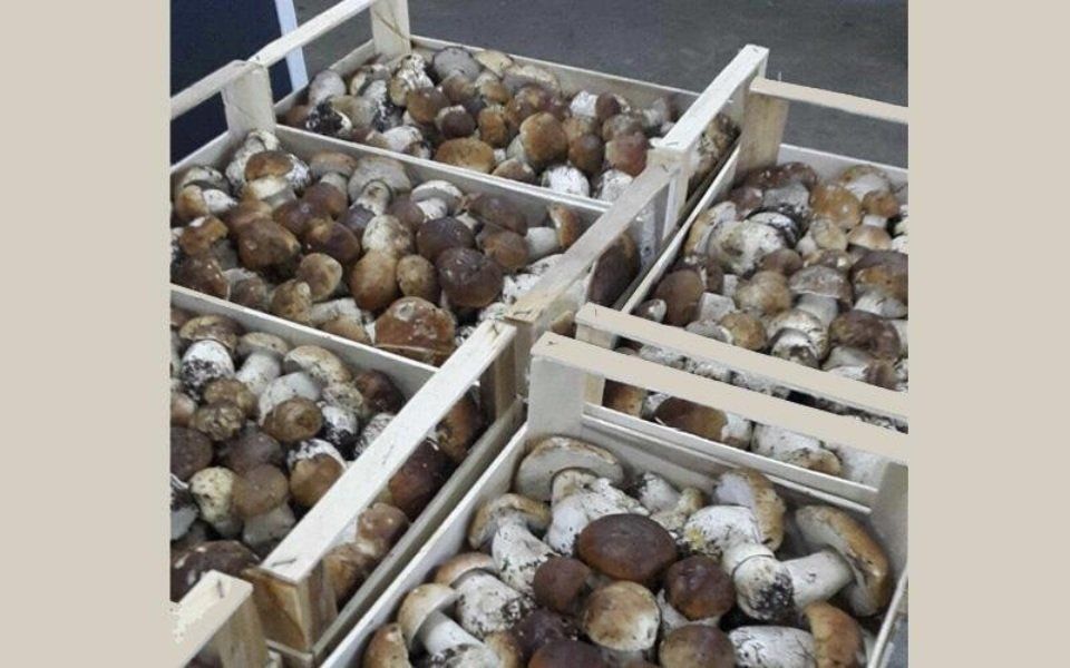Funghi porcini