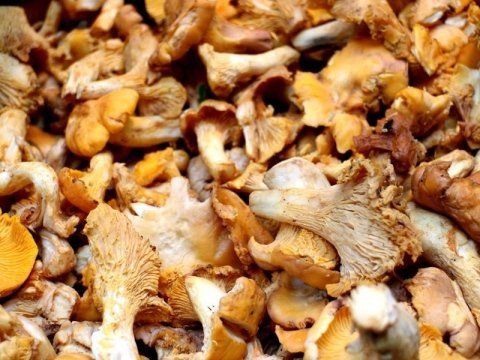 Funghi finferli
