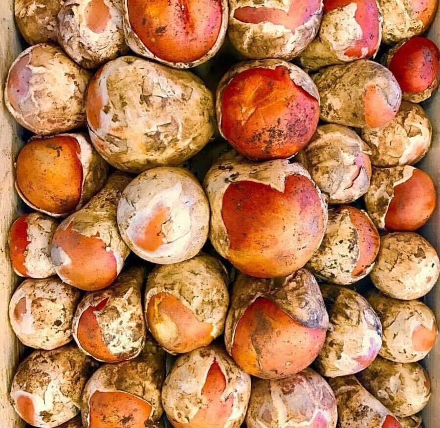 Funghi ovoli