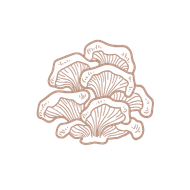 Mushroom Farm in Austin, TX | Enchanted Mushrooms Mushroom Farm in Austin, TX | Enchanted Mushrooms