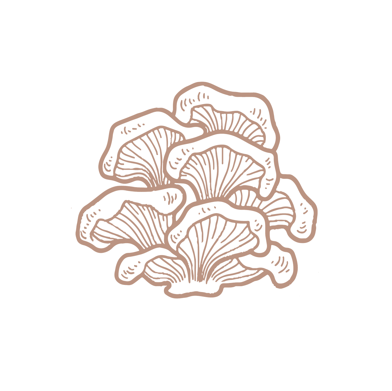 Mushroom Farm in Austin, TX | Enchanted Mushrooms