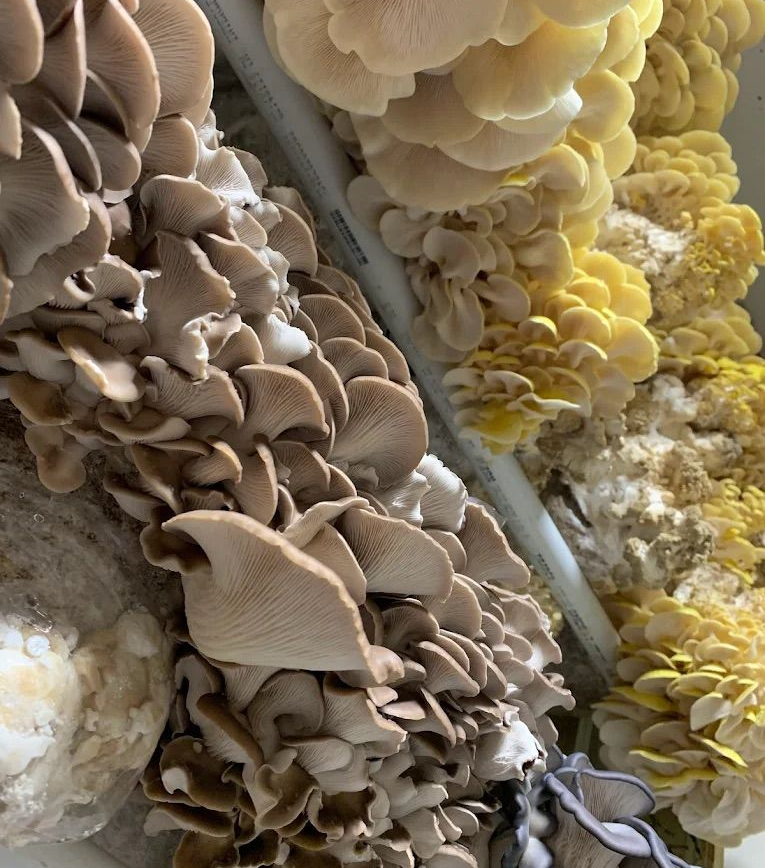 Mushroom Compost in Austin, TX
