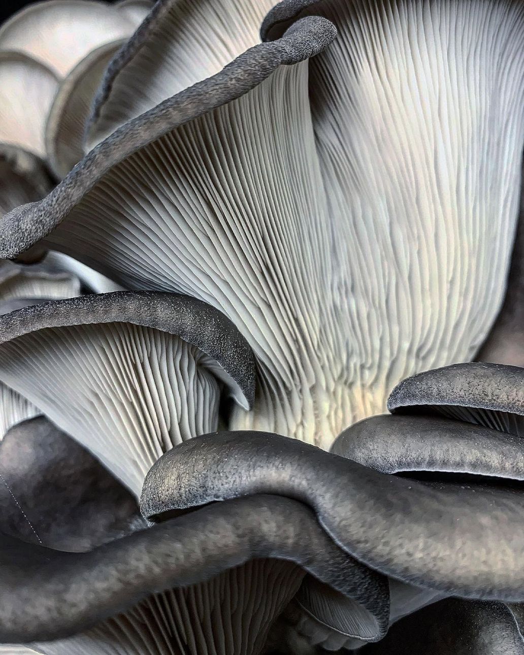 About Enchanted Mushrooms in Austin, TX