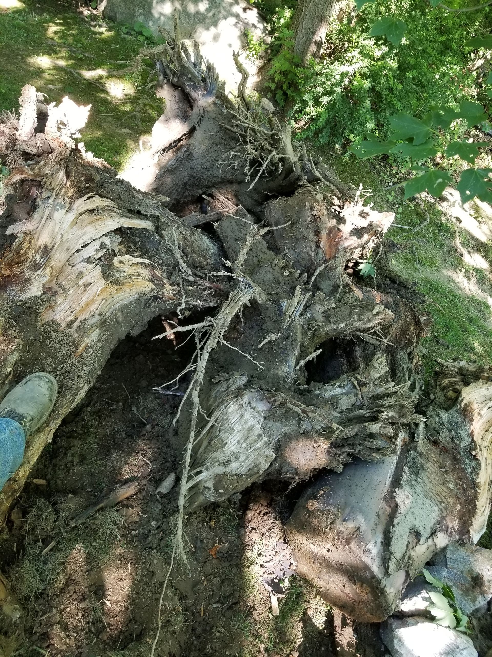 Uprooted tree trunk and roots on the ground. Brown wood, dirt, and green grass and leaves.